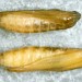 Pupae • x larvae on Solidago virgaurea. Derbyshire. • © Ian Smith
