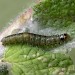 Larva • Littleborough, Lancs • © Ian Kimber