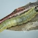 Larva • Struan Wood Mid Perthshire • © Bob Heckford