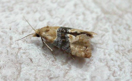 Vine Moth Eupoecilia ambiguella