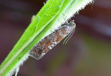 Spotted Shoot Moth Rhyacionia pinivorana