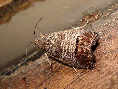 Codling Moth Cydia pomonella