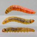 Larva, on Trifolium pratense • Chorlton, Gtr. Manchester • © Ben Smart