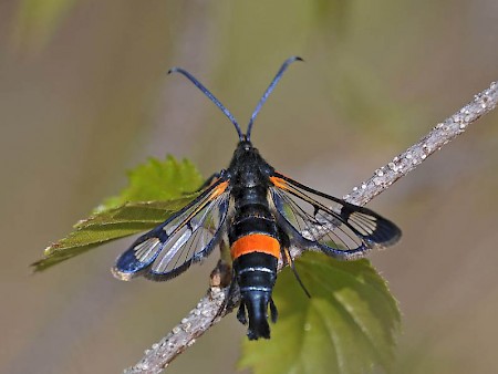 Large Red-belted Clearwing Synanthedon culiciformis