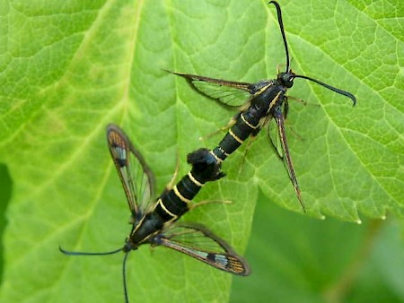 Currant Clearwing Synanthedon tipuliformis