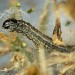 Early instar larva • Budleigh Salterton, Devon • © Bob Heckford