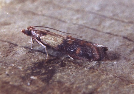 Indian Meal Moth Plodia interpunctella
