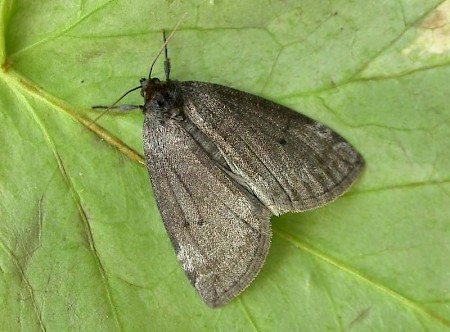 Common Lutestring Ochropacha duplaris