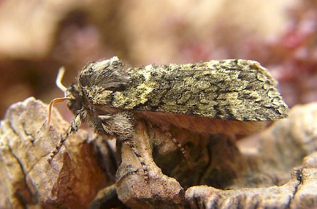 Frosted Green Polyploca ridens