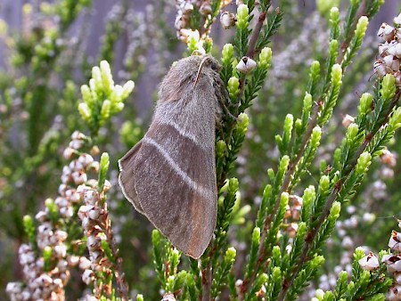 Fox Moth Macrothylacia rubi