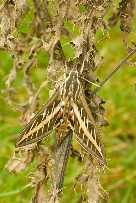 White-lined Hawk-moth Hyles lineata