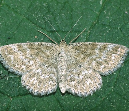 Adult • Poland • © David Green/Butterfly Conservation