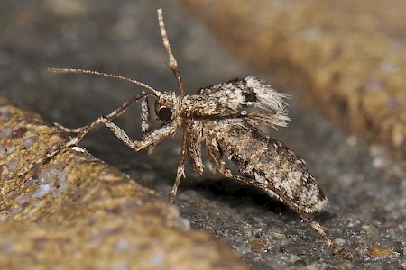 Winter Moth Operophtera brumata