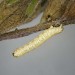 Larva, penultimate instar • Braunton Burrows, Devon • © Bob Heckford