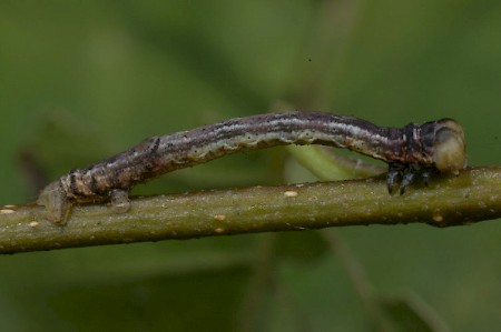 Scorched Wing Plagodis dolabraria