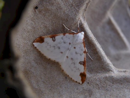 Brimstone Moth Opisthograptis luteolata