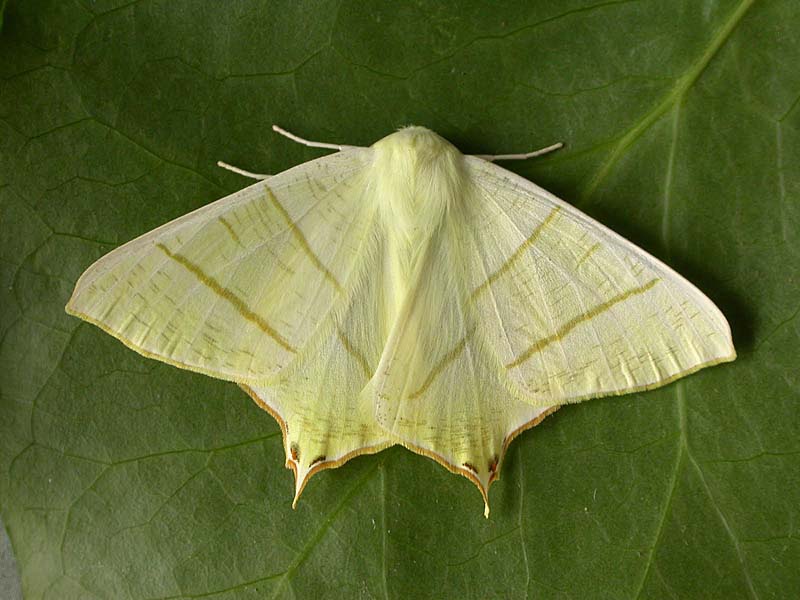 Swallow Moth 20