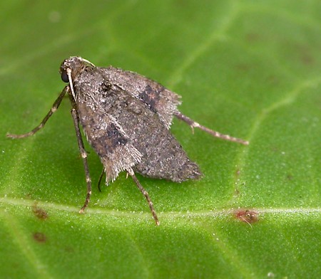 Early Moth Theria primaria