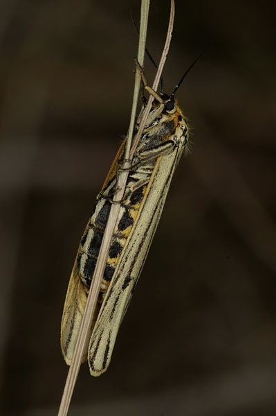 Feathered Footman Coscinia striata