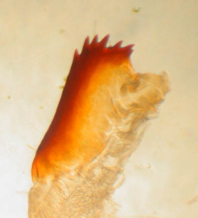 Common Rustic Mesapamea secalis