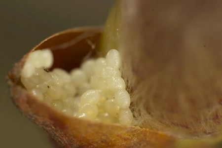 Dark Chestnut Conistra ligula