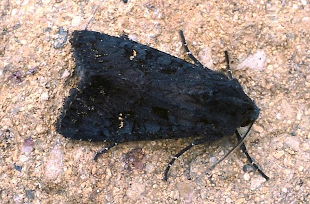 Black Rustic Aporophyla nigra
