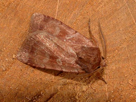 Rosy Marsh Moth Coenophila subrosea
