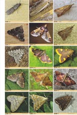British Moths (Manley) example of plate