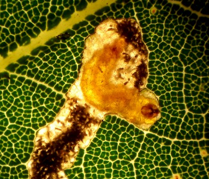 Larva • Devon, on Q. ilex • © Phil Barden