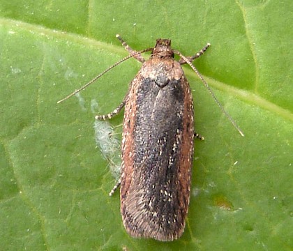 Adult, reared from larva • Burbage, Leicestershire • © Graham Calow