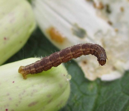 Larva - dark form • East Ross, Scotland • © Nigel Richards