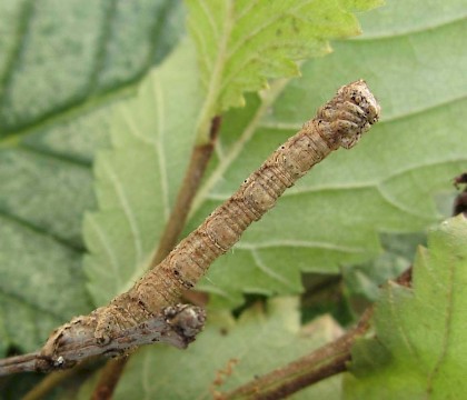 Larva - brown form • East Ross, Scotland • © Nigel Richards