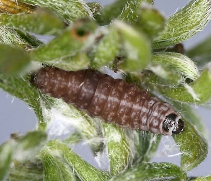 Larva on Genista pilosa • Cornwall • © Bob Heckford