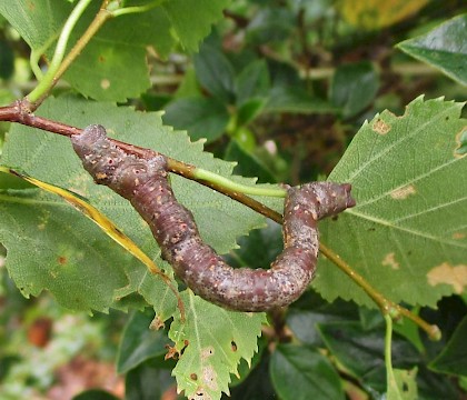 Larva, brown form • East Ross, Scotland • © Nigel Richards