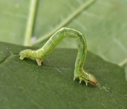 Larva, green form • East Ross, Scotland • © Nigel Richards