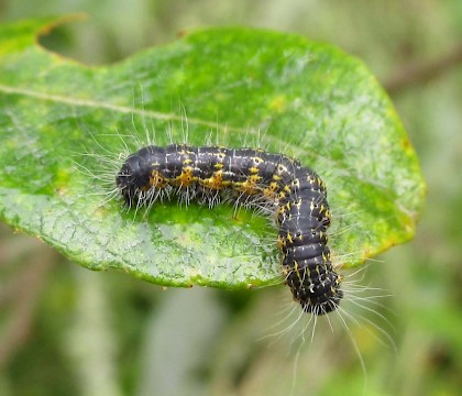 Larva, early instar - northern (dark) form • East Ross, Scotland • © Nigel Richards