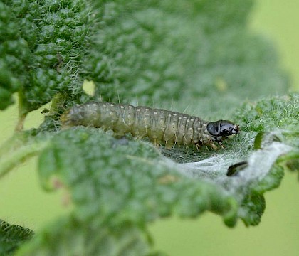 Larva on Teucrium scorodonia • South Devon • © Phil Barden