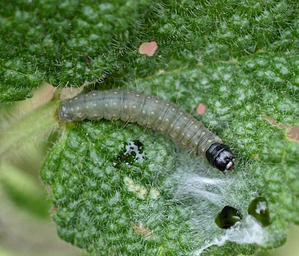 Larva on Teucrium scorodonia • South Devon • © Phil Barden