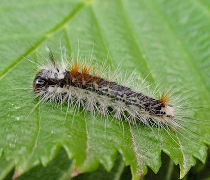 Early instar larva • East Ross, Scotland • © Nigel Richards