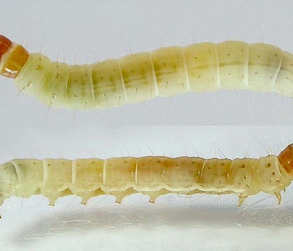 Larva (ex. ova) • Chorlton, Gtr. Manchester • © Ben Smart