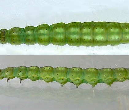 Larva, found on birch • Salford, Gtr. Manchester • © Ben Smart