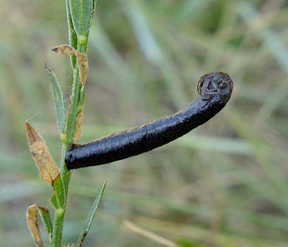 Larval case on Genista tinctoria • Isle of Wight • © Phil Barden