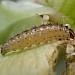 Larva inside shoot of Angelica sylvestris; reared. • Bere Ferrers, Devon • © Phil Barden