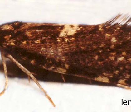 Psychidae