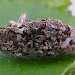 Larva • Astley Moss, Gtr. Manchester, per. K. McCabe • © Ben Smart