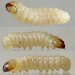 Larva • Astley Moss, Lancs • © Ben Smart