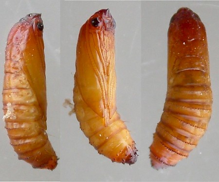 Triaxomera parasitella