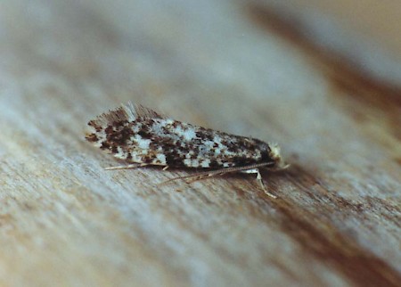 Cork Moth Nemapogon cloacella