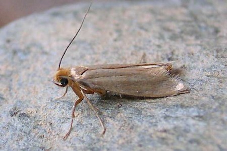 Common Clothes Moth Tineola bisselliella