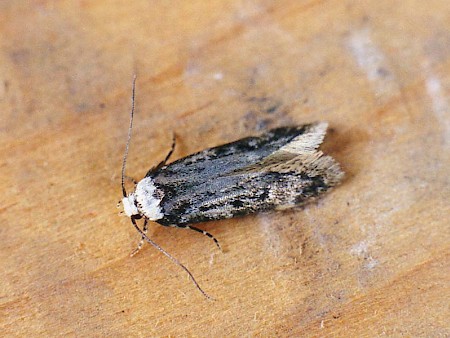 White-shouldered House-moth Endrosis sarcitrella